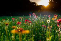 “field of flowers”